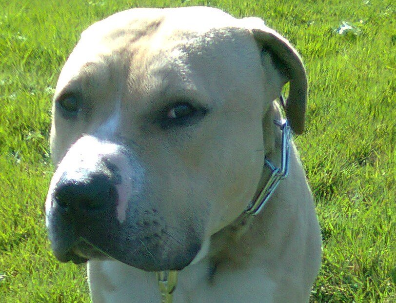 A TOI PITTBULL CROONER